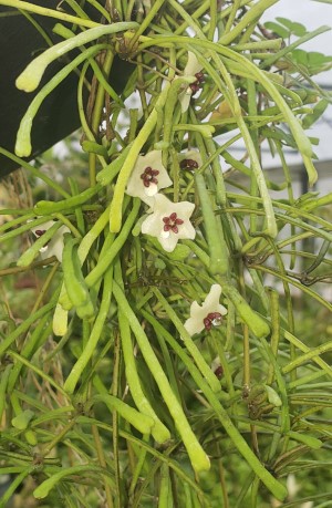 Grass-Leaved Hoya, Wax Flower, Porcelain Flower, Hoya retusa